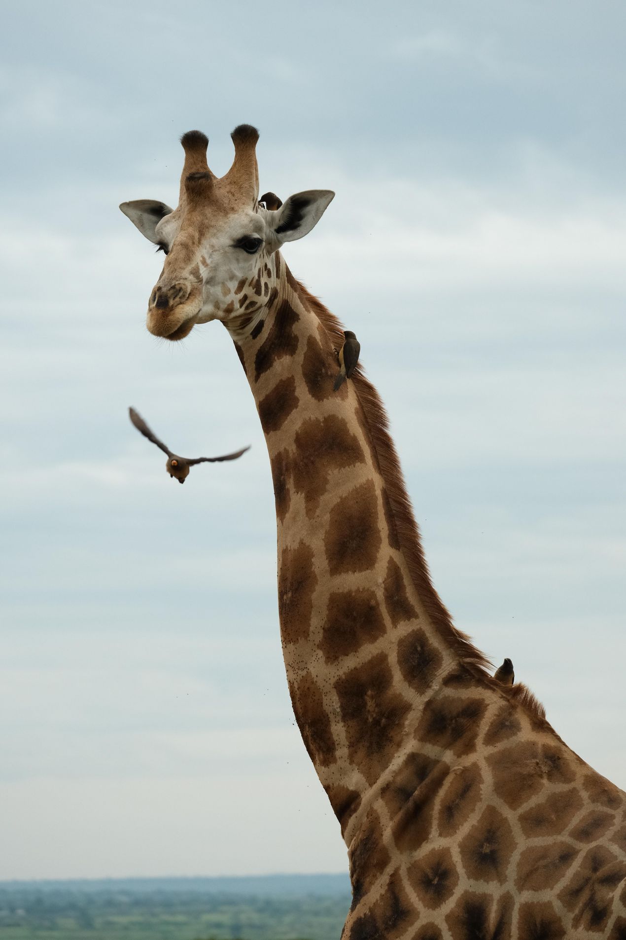 Giraffe mit Madenhacker
