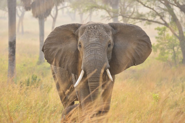 Elefant im Krüger Nationalpark