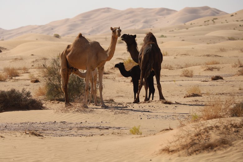 Dromedare im «Empty Quarter»  