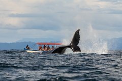 Whale-Watching Nuquí