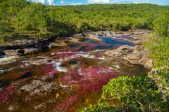 Caños Cristales 