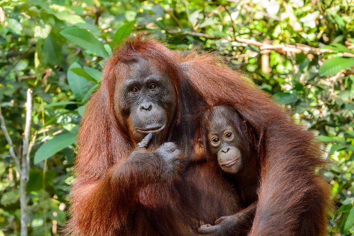 Orang-Utan Mutter mit ihrem Kind ©Rudolf Hug