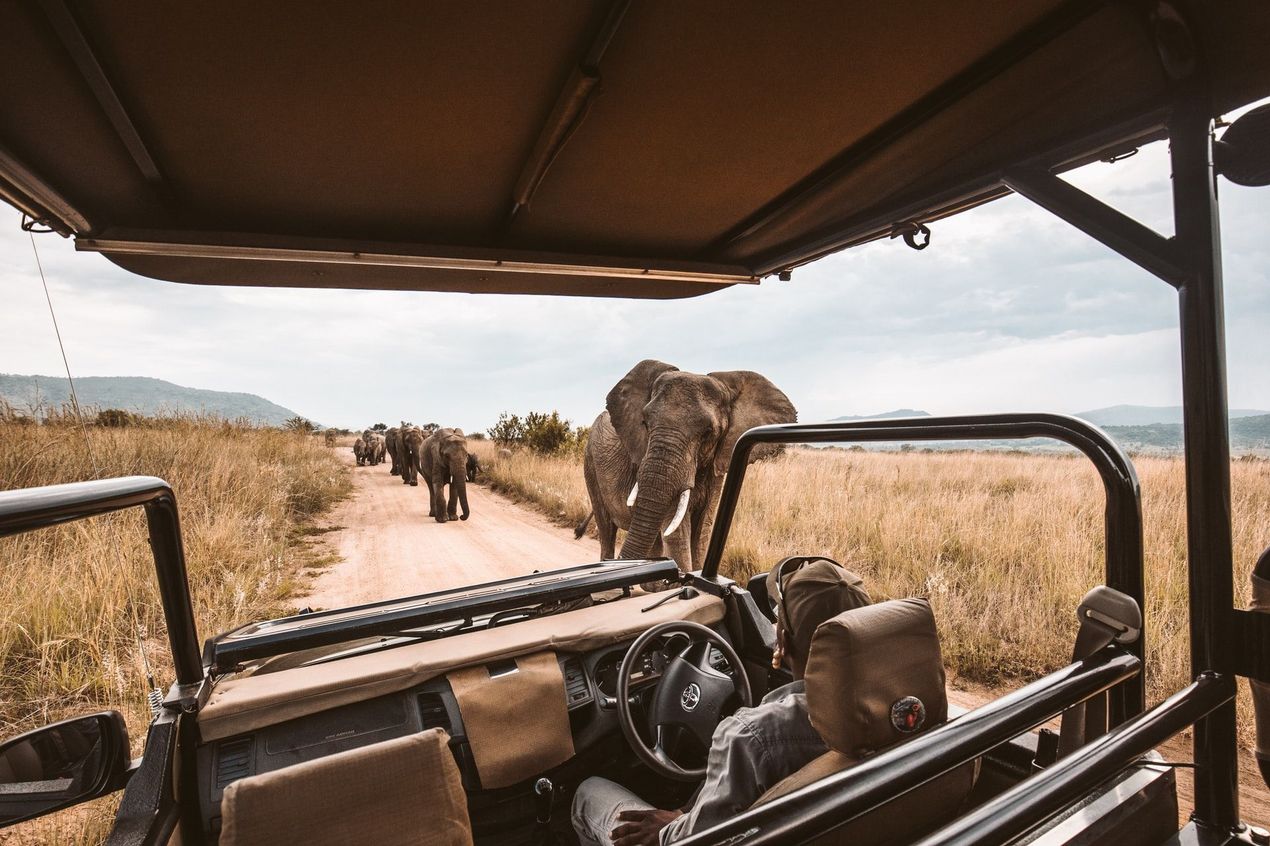 Neulich auf Safari