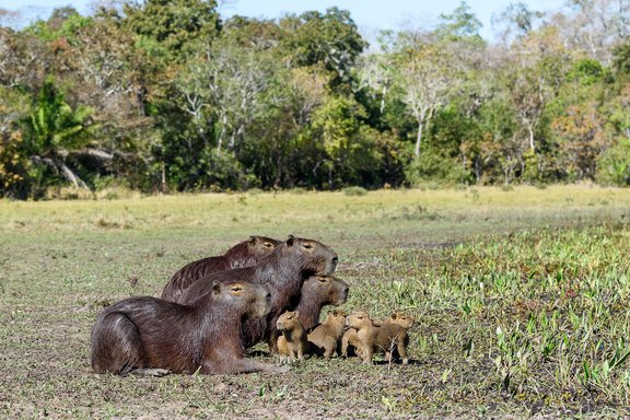Capybara-Familie