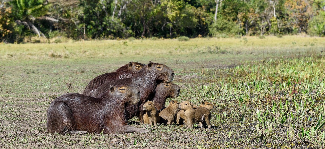 Capybara-Familie