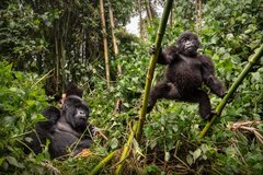 Gorillas in Ruanda