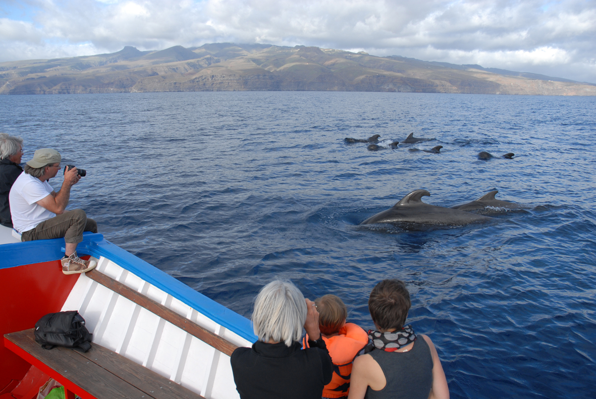 Wale & Delfine auf La Gomera