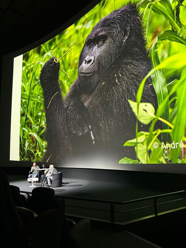 Gorilla von Fotograf André Frei